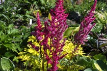 Астильба Арендса Mighty Chocolate Cherry (Astilbe Arendsii Mighty Chocolate Cherry)
